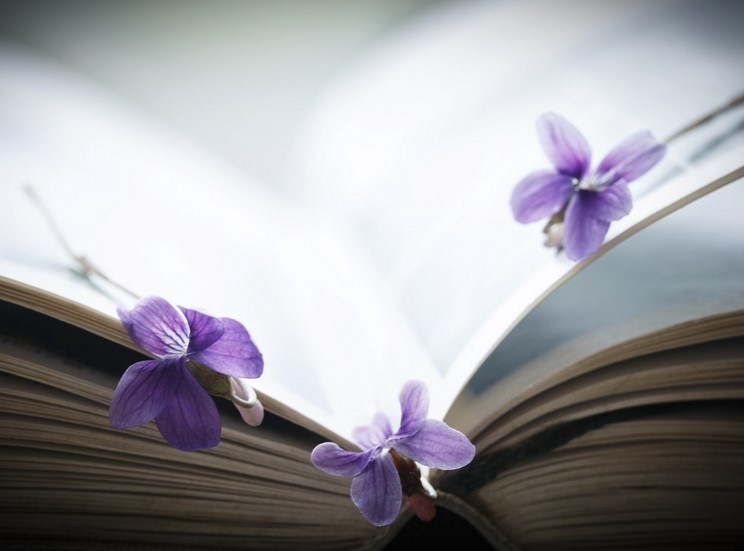 Kağıt ve kitap sanatları müzesi